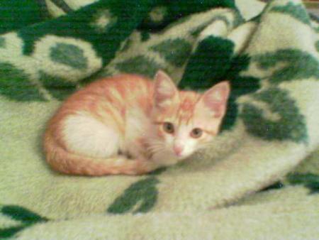My Cat